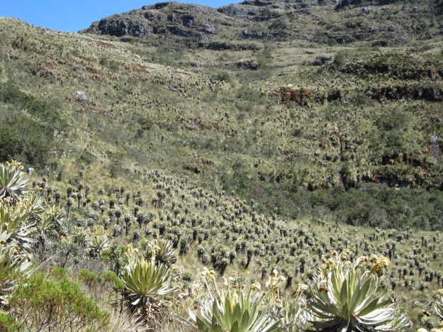 Páramo de Iguaque, Boyacá, Colombia