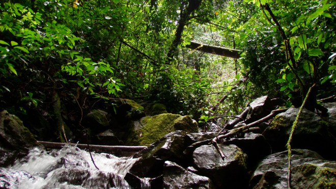 Isla Gorgona, Colombian Pacific